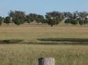 * 'MURRUMBONG', Purlewaugh, NSW 2357