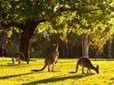 Lot 139, Putter Street, Yanchep, WA 6035